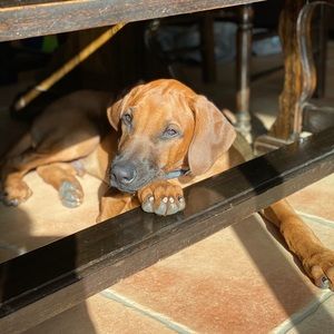 Meet your Posher, Nahrain